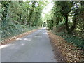 Tree lined road to Balmer Farm