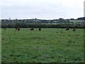 Field with Cows at Little London