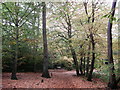 Path crossroads in West Wickham Common