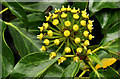 Ivy flowers, Belfast (2)