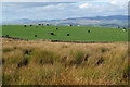 SD9347 : Bog grass on Low Hill by Bill Boaden