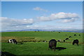 Cows on Park Hill