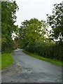 N9258 : Leafy roadway by James Allan