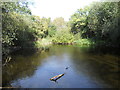 Pond on Brick Fields Cranham