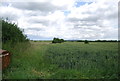 TQ6184 : Wheat field by N Chadwick