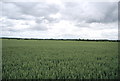 TQ6282 : Wheat, Orsett Fen by N Chadwick