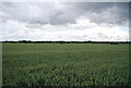 TQ6282 : Wheat field, Orsett Fen by N Chadwick
