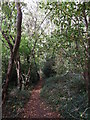 Footpath in Crown Ash Hill woods