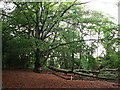 Storm damaged oak in Home Wood