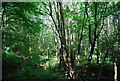 TQ6456 : Great Leybourne Wood by N Chadwick