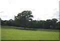 Trees in a field