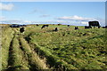 Cows on Dodgson Allotment