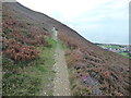 Part of the Jubilee Path around Foel Lus