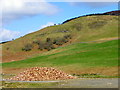 Turnips near Kirkmichael