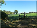 As seen on the path from Boughton Hall Avenue to Send Barns Lane (7)