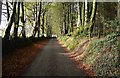 Devon Country Lane near Kennick