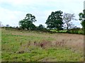 Pasture field near Five Ways.