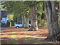 Trees on Heron Close