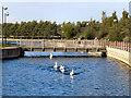 SE5901 : Swans at Lakeside by David Dixon