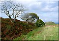 ST7303 : Nettlecombe Tout Ditch and Dyke by Nigel Mykura