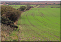 Sown field with footpath