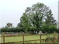 Large tree off Ferry Road