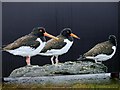 D4103 : Birds, Larne by Kenneth  Allen