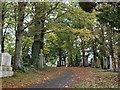 Scene in Cathcart Cemetery