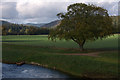 Tree beside the Tay at Caputh