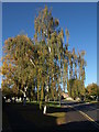 Silver birch, Daneshill Lane