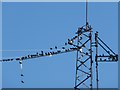 NB5166 : Starlings mass on the mast by Rob Farrow
