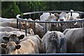 Mid Devon : Cattle Grazing