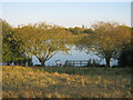 Western side of North Muskham Lake Nature Reserve