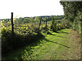 Vineyard above Otley Bottom