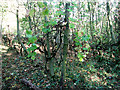 Disused vineyard above Otley Bottom