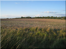 SU5549 : Farmland to the west of Oakley by Mr Ignavy