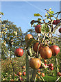 SE6078 : Ampleforth apple crop, 2011 by Pauline E