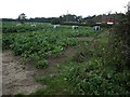 Crop field next to B3347