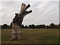 Storm damaged tree in Addiscombe Recreational Ground