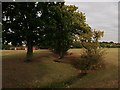 Tree lined ditch in Ashburton Playing Fields