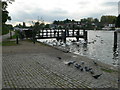 Feeding the swans at Walton Wharf