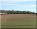 SK7276 : Farmland near Gamston Wood by JThomas