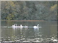 Mute Swan "creche", Loch Eye