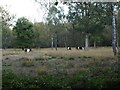 Grazing land at Royal Common