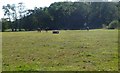 Fordingbridge, horse grazing