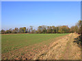 Small nameless wood on footpath to Radford Semele