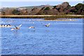 Waterbirds in flight, Radipole Lake Nature Reserve, Weymouth