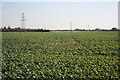 Hawton farmland