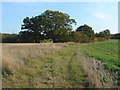 Fields near Oakley Green