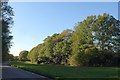 Trees on Coulsdon Common